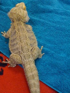 A bearded dragon on our carpet!